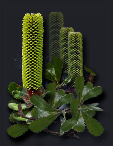 Green Banksia an Australian Wild Flower green banksia